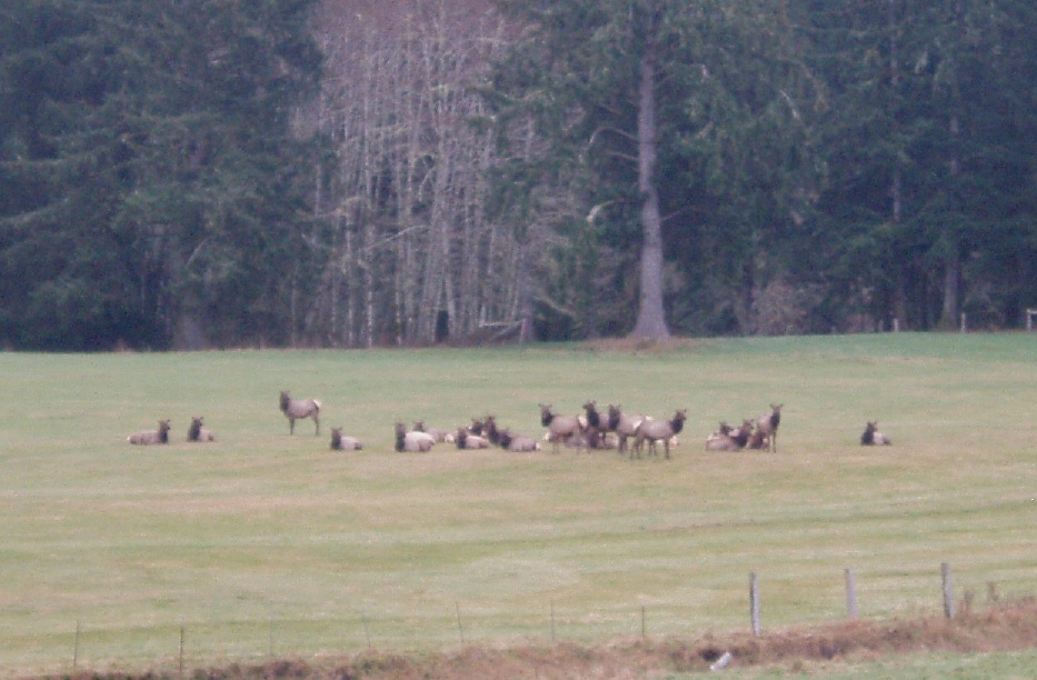 elk on highway elk on highway