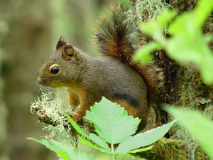 douglass_squirrel douglass_squirrel