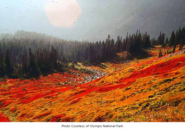 fall-meadow-in-olympic-national-park-photo-courtesy-of-olympic-national-park