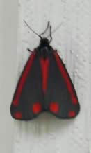 twilight_moth1 twilight_moth1