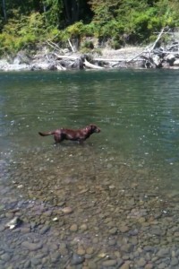 Halle swims the Bogie!