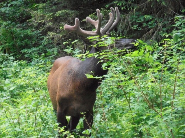 elk
