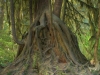 hall-of-mosses