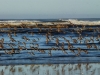 shore-birds-76-used