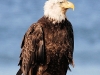 bald-eagle-at-lapush