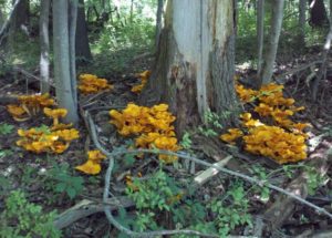 Evening Talks: Old-Growth Temperate Rainforests in Western Washington: Fungal Communities in Canopy Soils as Adaptive Facilitators to Environmental Change @ Olympic Natural Resources Center: Hemlock Forest Room | Forks | Washington | United States