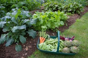 NOLS: Gardening on the West End @ Clallam Bay Branch Library | Clallam Bay | Washington | United States