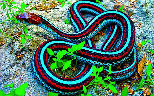 Reptile Man is Coming to Forks! @ Forks Elementary School | Forks | Washington | United States