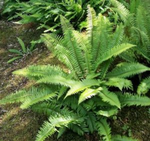 Bogachiel Garden Club Plant Sale @ HS Auto Shop | Washington | United States