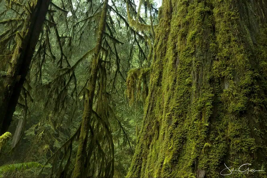 Hoh Rain Forest Moss