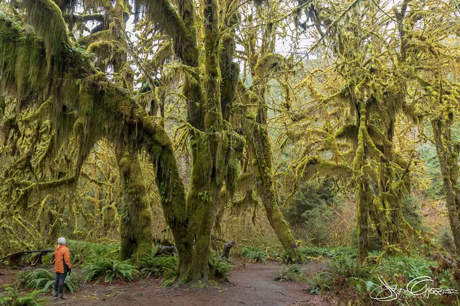 Hall of Mosses