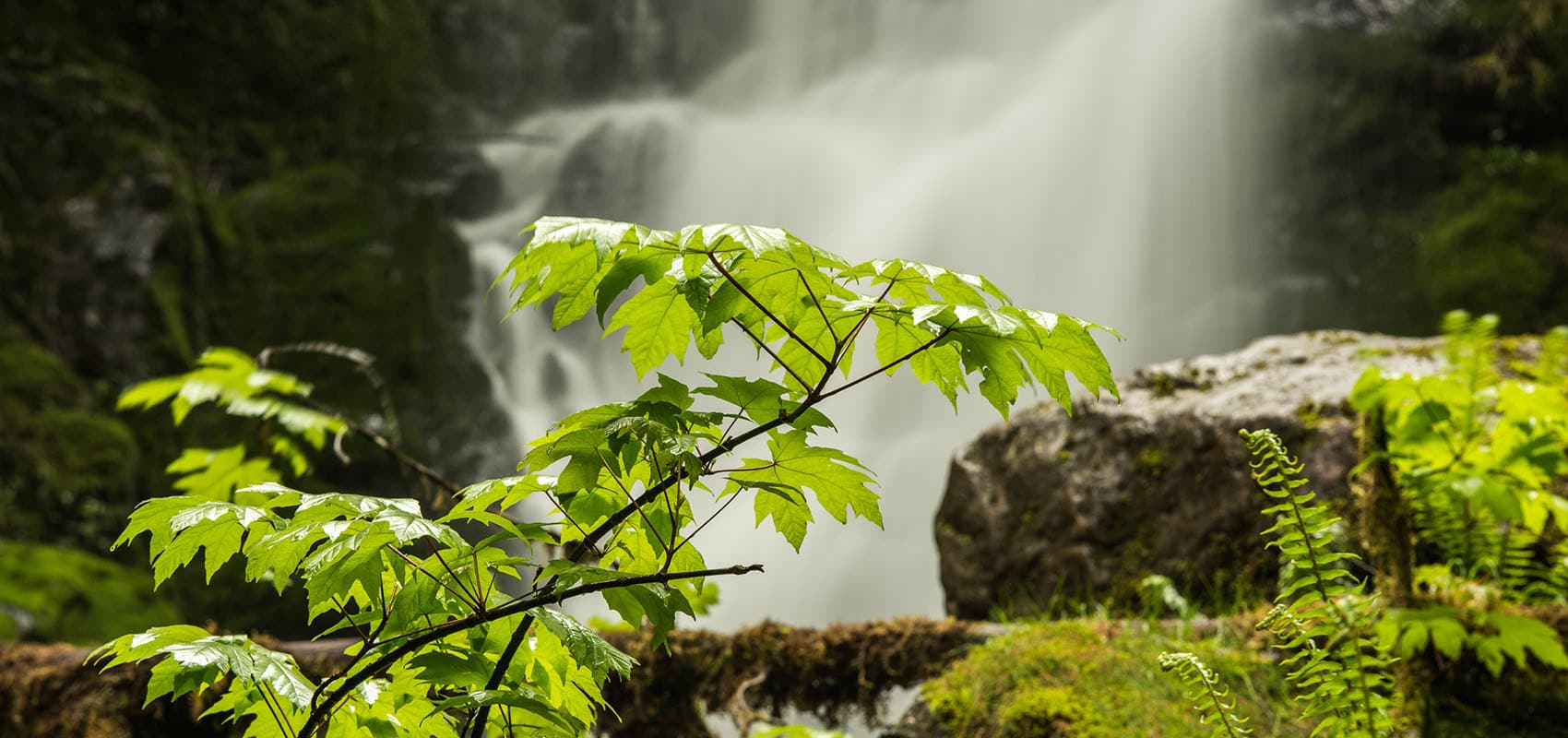 Mossy Water Fall Close up