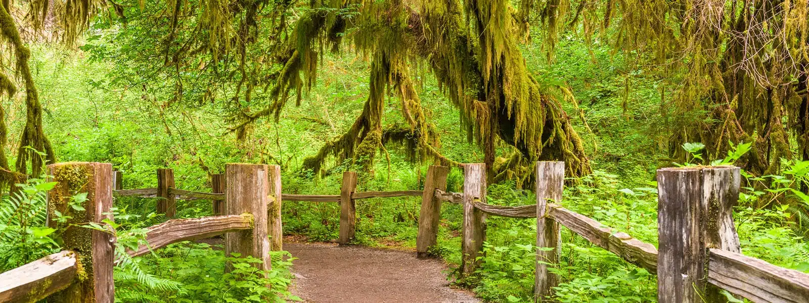 Hall of Mosses TRail