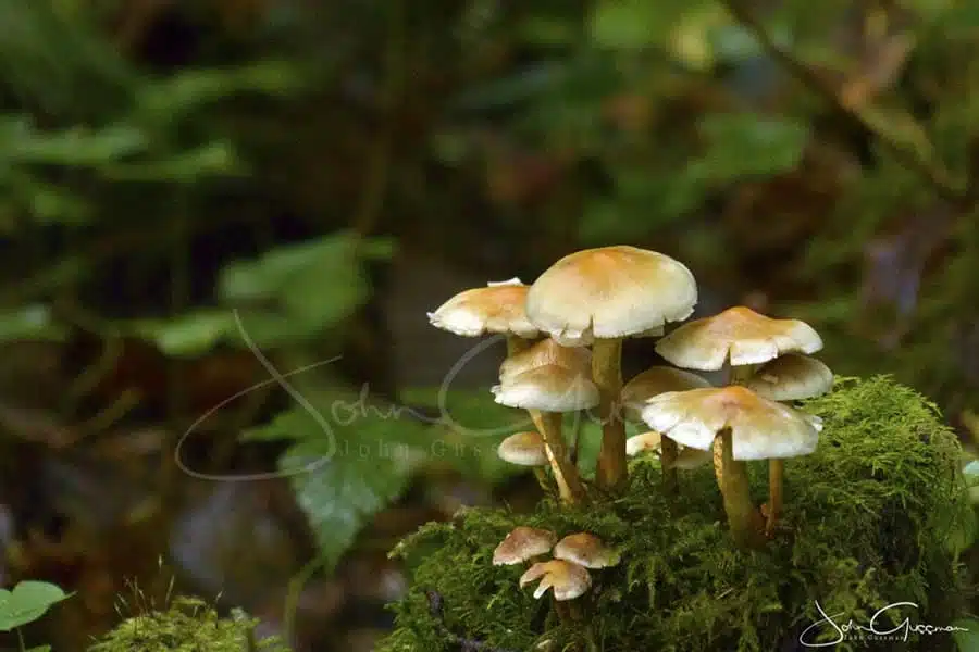 forest mushrooms