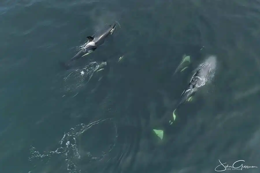 Whales aerial