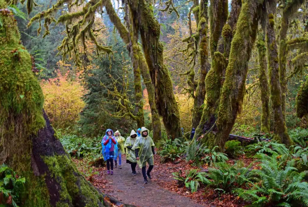 Rainforest rainy hike